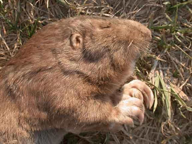 gopher close-up head face hands paws